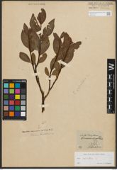Foto von Salix phylicifolia L.